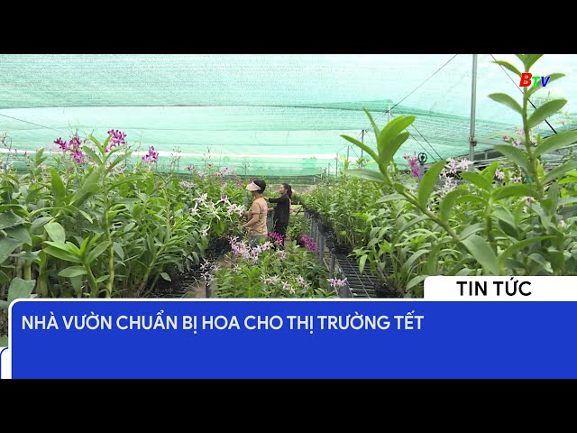 Nhà vườn chuẩn bị hoa cho thị trường Tết