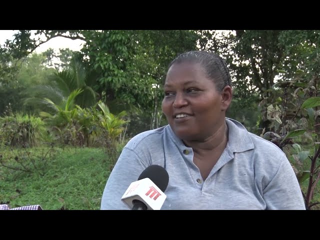 Business Insight - Pink Sorrel Piques Interest In T&T