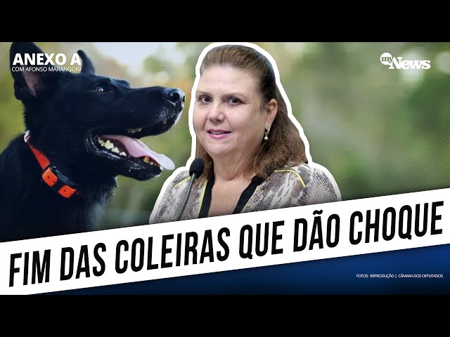 DEPUTADA QUER PROIBIR coleiras antilatido que causem choques elétricos em animais