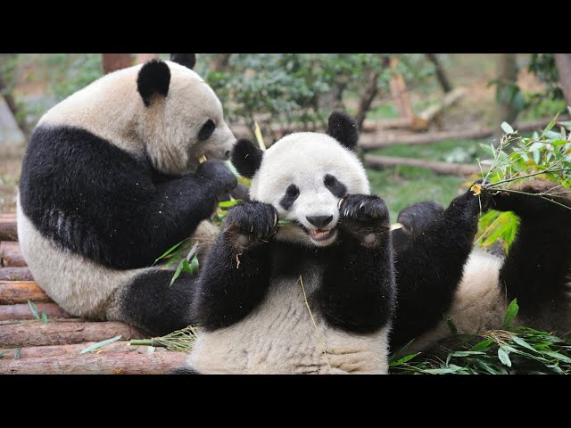 China is recalling pandas from zoos in the West