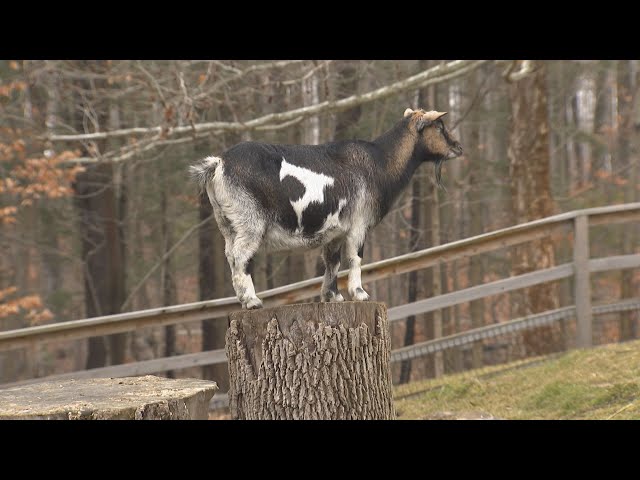 Christmas at the Toronto Zoo