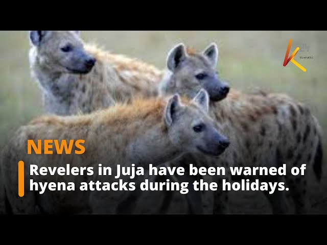 Revelers in Juja have been warned of hyena attacks during the holidays.