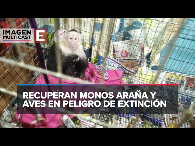 Desarticulan red de tráfico de animales que operaba en la CDMX