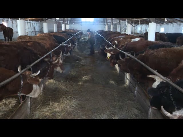 ⁣30% кормов для скота завозят в Ұлытау из других регионов