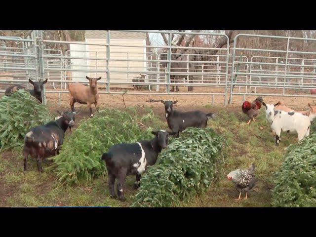 Goats and chickens at Hanson farm will eat your old Christmas tree