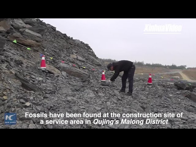 Fossil Discovery Puts Brakes on Highway Service Zone Project in Southwest China