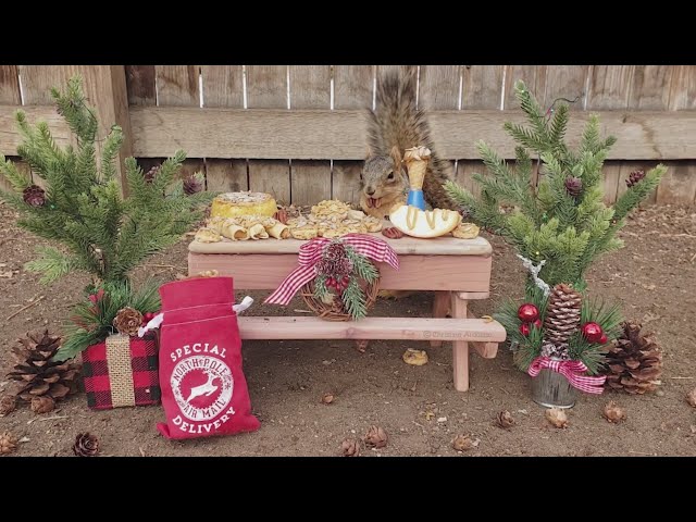 Photos: Squirrel in Englewood feasting on Christmas