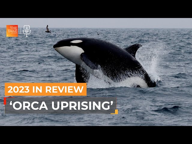 2023 in Review: ‘Orca uprising’: Why are orca whales targeting boats?