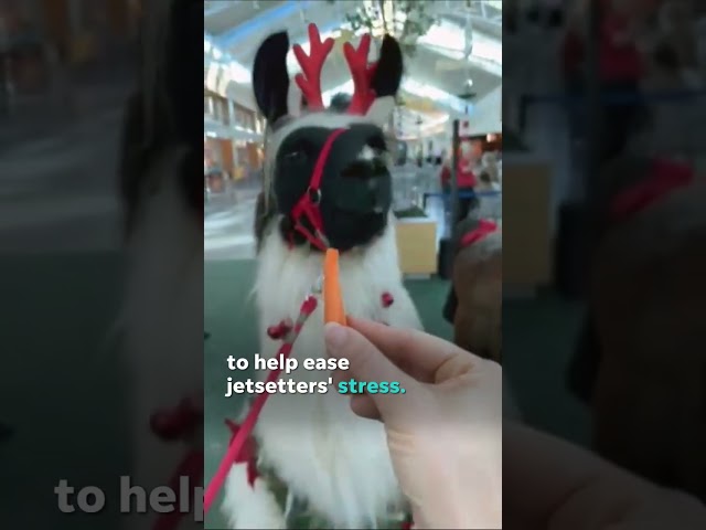 'Therapy llamas' in one airport is helping lessen holiday travel stress #Shorts