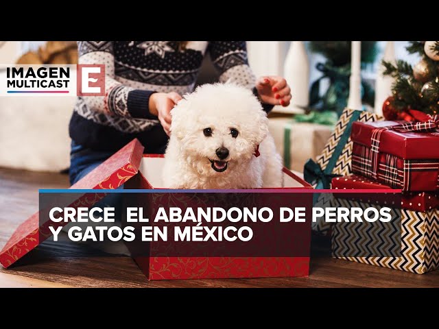 ¿Es buena idea regalar un animal de compañía?