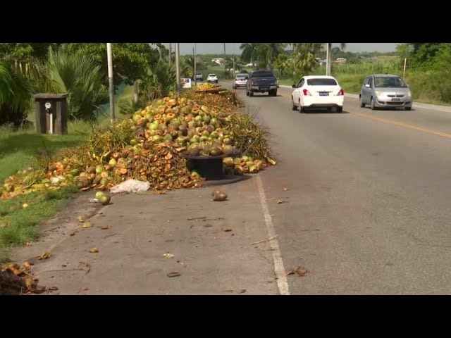 Piles of coconut shells an eyesore for motorists