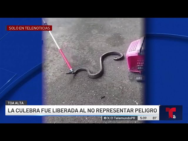 ¡Tremendo susto! Boa se trepa encima de joven mientras dormía