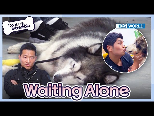 Waiting Alone  [Dogs are incredible : EP.199-2] | KBS WORLD TV 231226