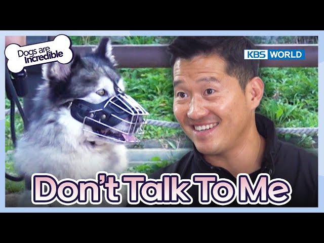 Don't Talk To Me  [Dogs are incredible : EP.199-3] | KBS WORLD TV 231226