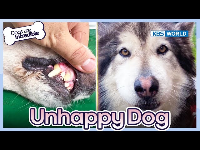 An Unhappy Dog ‍ [Dogs are incredible : EP.199-1] | KBS WORLD TV 231226