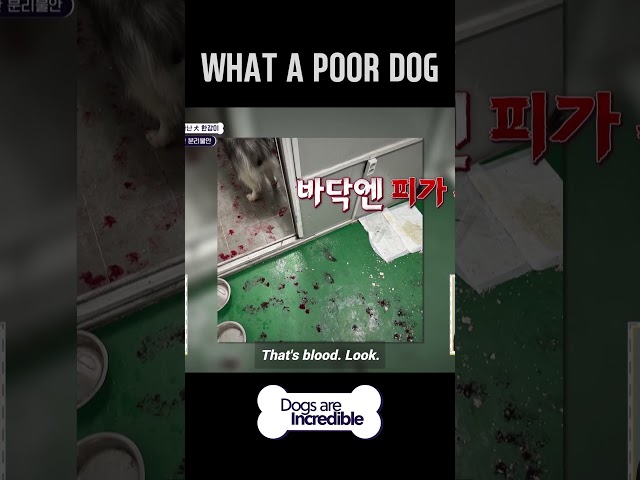 WHAT A POOR DOG  #Dogsareincredible #개는훌륭하다 #Ep199 | KBS WORLD TV 231226