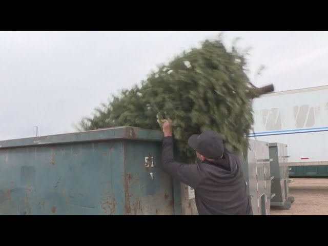 Recycling Christmas trees, leftover food can cut down on greenhouse gasses in Colorado