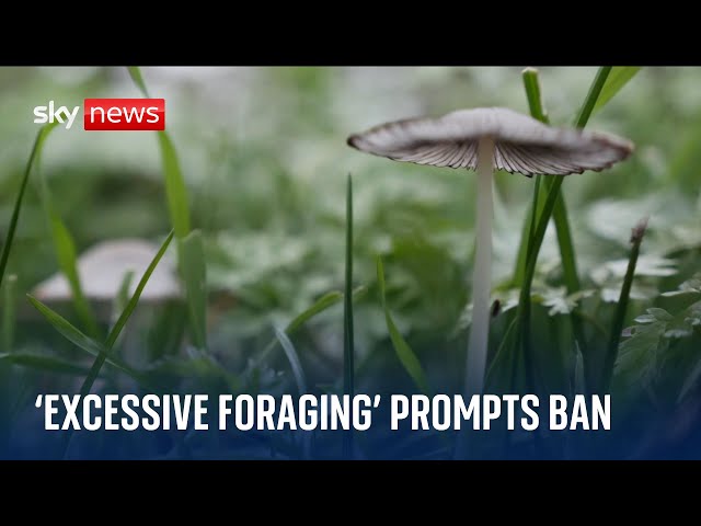 'Excessive' foraging prompts ban in Nottingham park