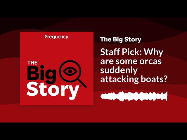 Staff Pick: Why are some orcas suddenly attacking boats? | The Big Story