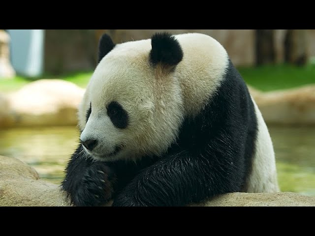 ⁣MMA, Pandas und Nachhaltigkeit: das Beste aus Katar 365 im Jahr 2023