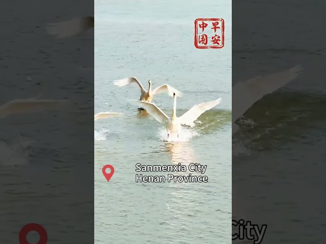 Migratory swans spend time in central China's Sanmenxia