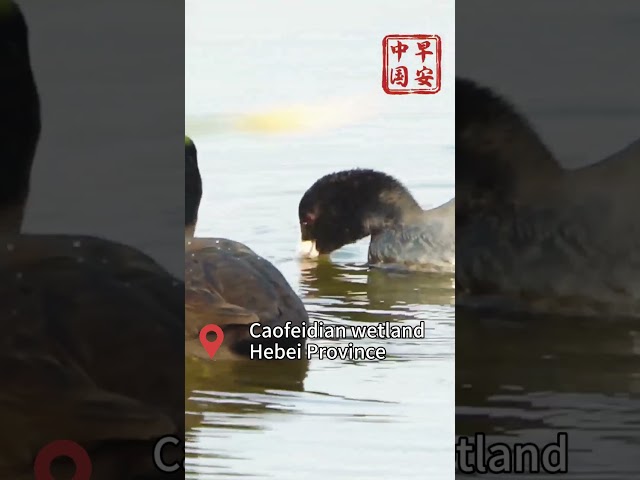 Birds at Caofeidian wetland in N China