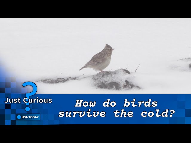 How do birds keep warm in winter? These tactics keep them cozy | JUST CURIOUS