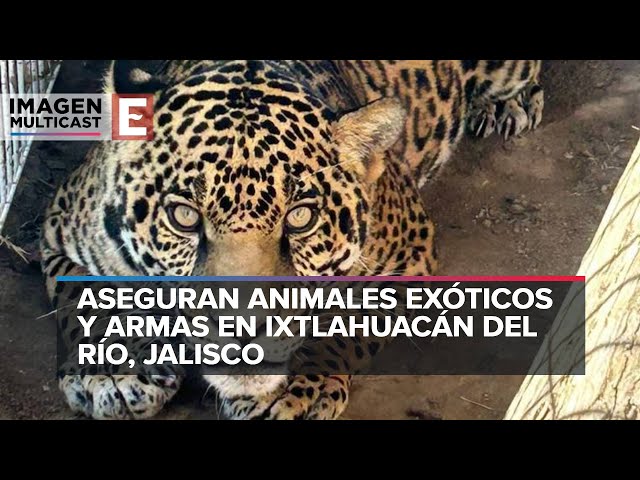 Aseguran animales exóticos y armas en Jalisco