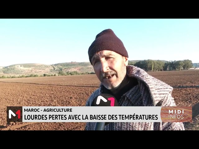 Maroc-Agriculture: Lourdes pertes avec la baisse des températures