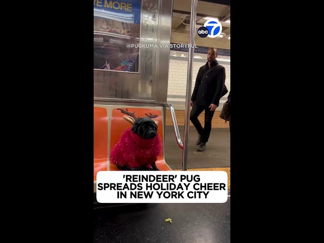 'Reindeer' pug spreads holiday cheer in New York City