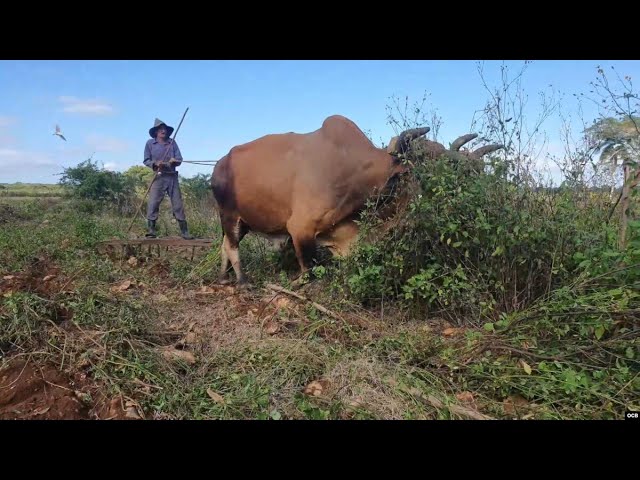 Info Martí | El campo cubano hoy no produce