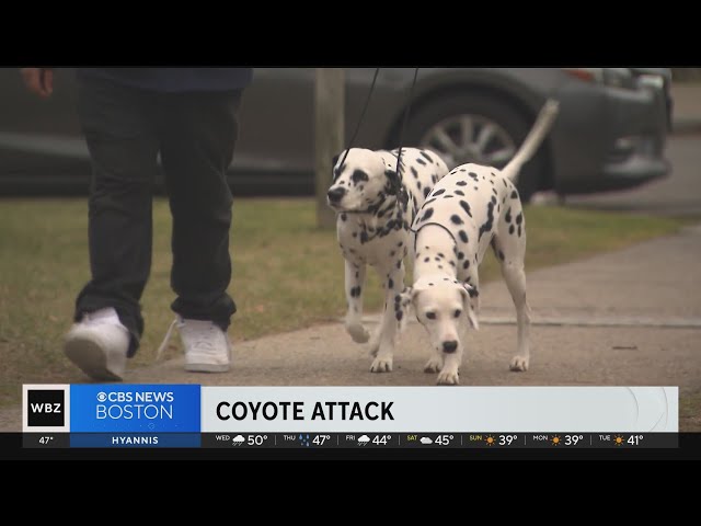 Dalmatians help Brighton dog walker fight off pack of coyotes