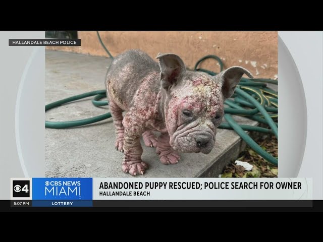 Pitbull puppy left with no food, water and a severe skin condition rescued