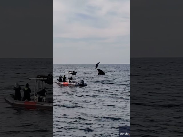 Whale watchers witness orca pod hunting dolphins off San Diego coast #Shorts