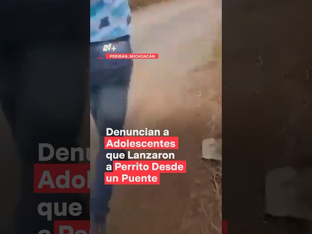 Denuncian a adolescentes que lanzaron a perrito desde un puente - N+