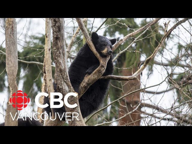 Nelson, B.C., non-profit helping to save bears