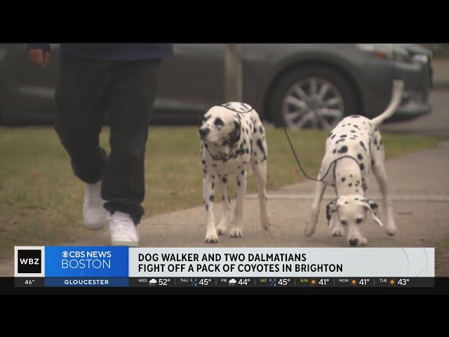 Dalmatians help dog walker fight off pack of coyotes in Brighton