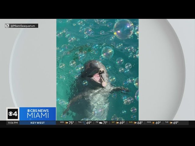 Beloved dolphin dies at Miami Seaquarium