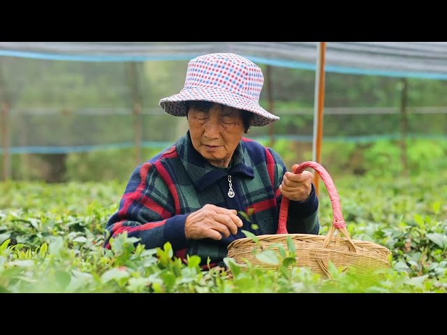 Tea cultivation helps boost rural revitalization in town of China's Shanxi