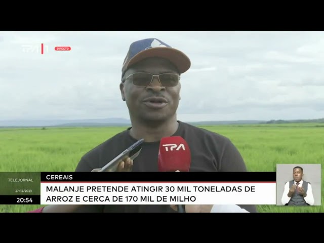 Cereais - Malanje pretende atingir 30 mil toneladas de arroz e cerca de 170 mil de milho