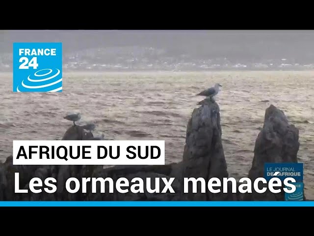 En Afrique du Sud, la survie de l'ormeau est menacée par le braconnage • FRANCE 24