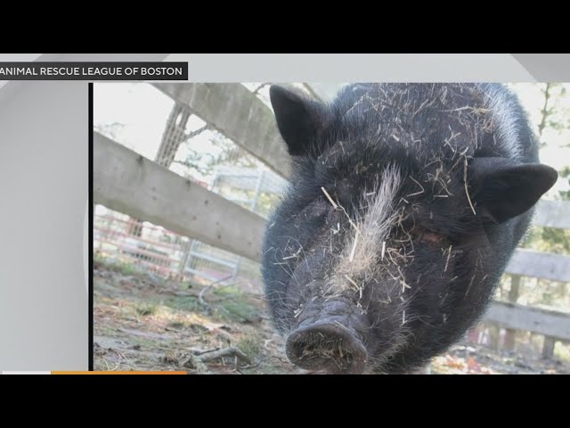 Potbelly pig named Nala searching for new home