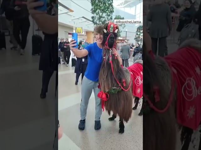 Therapy llamas greet travellers for holidays