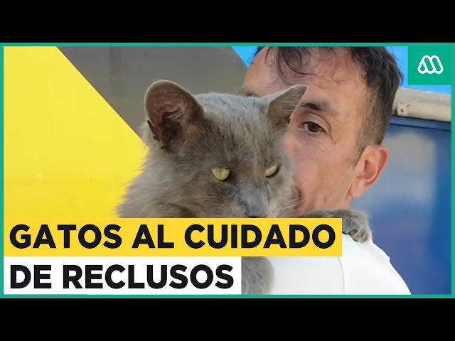 Gatos al cuidado de reclusos: Felinos son soporte emocional de los reos