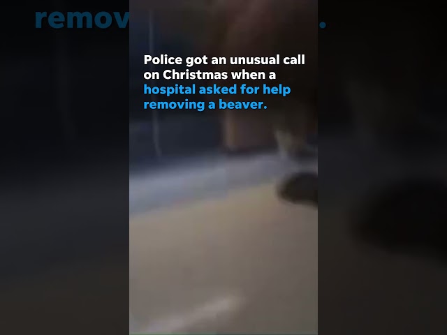 Watch: Police called to help remove beaver from hospital lobby #Shorts