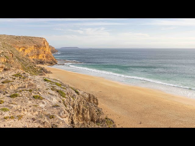 Teenage boy killed in shark attack off South Australia coast