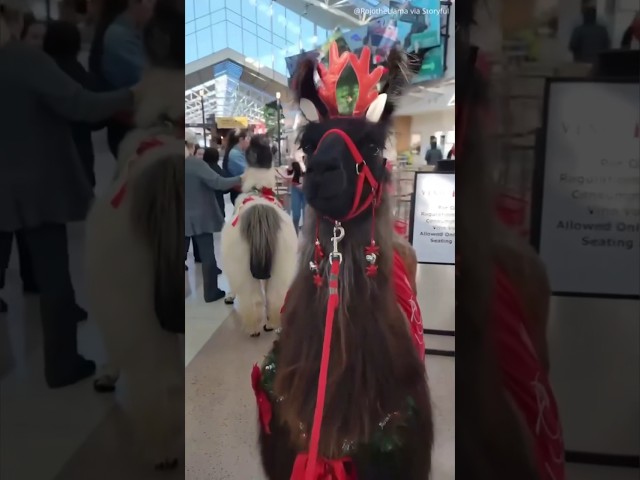 Therapy llamas are greeting holiday travelers at Portland International Airport #shorts