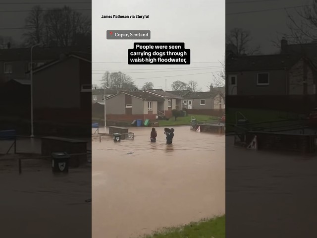 People carry dogs through waist-high water as Storm Gerrit batters parts of the U.K. #shorts