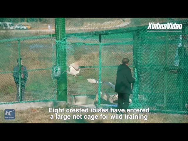 ⁣Crested Ibis undergo Wild Release Project in east China