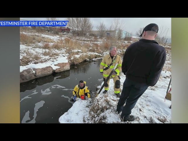 Westminster Fire Department rescues trapped beagle